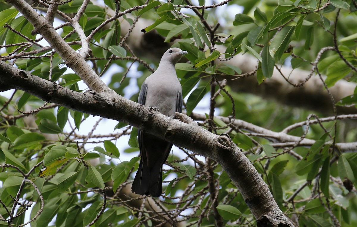 Gray Imperial-Pigeon - ML26157421
