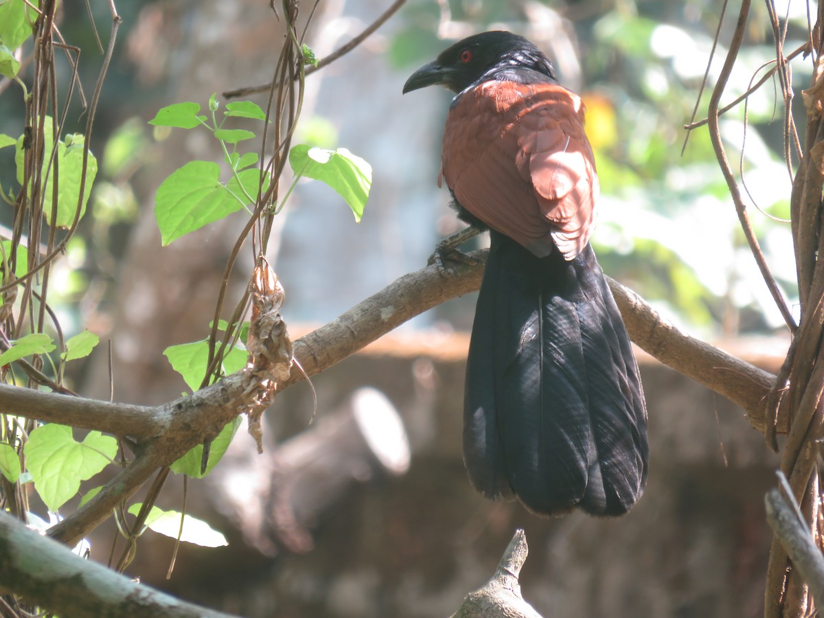 Greater Coucal - ML261574951
