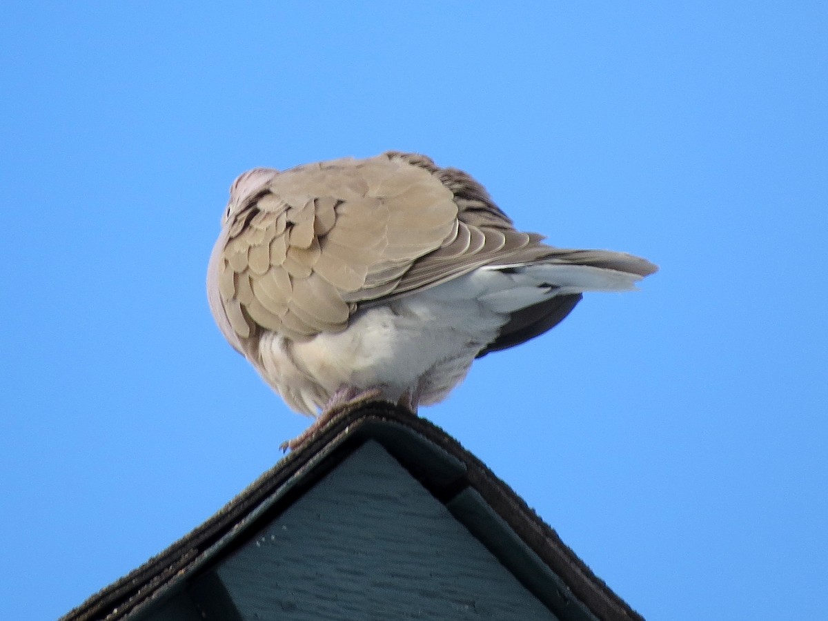 African Collared-Dove - Ted Floyd
