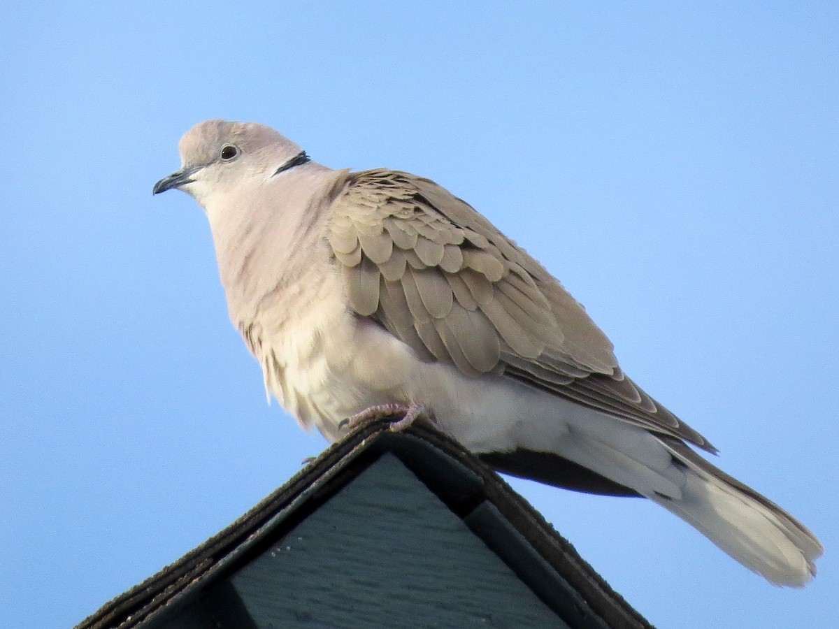 African Collared-Dove - Ted Floyd