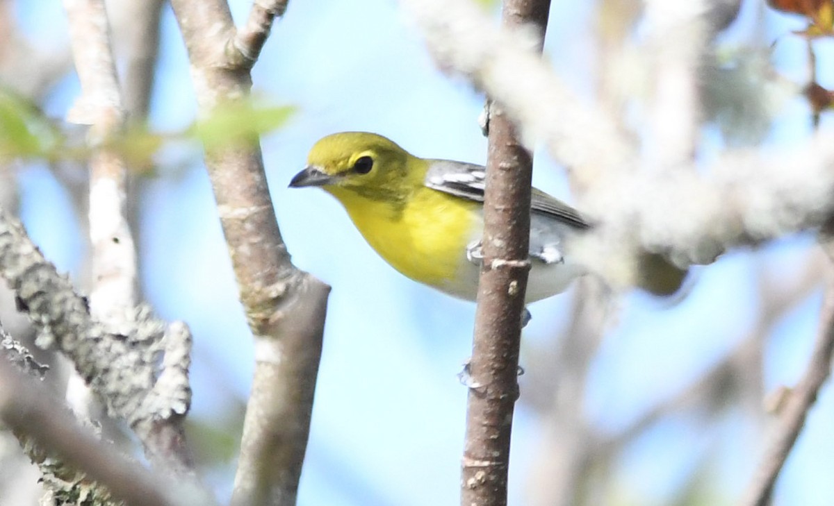 Yellow-throated Vireo - Nova Scotia Bird Records