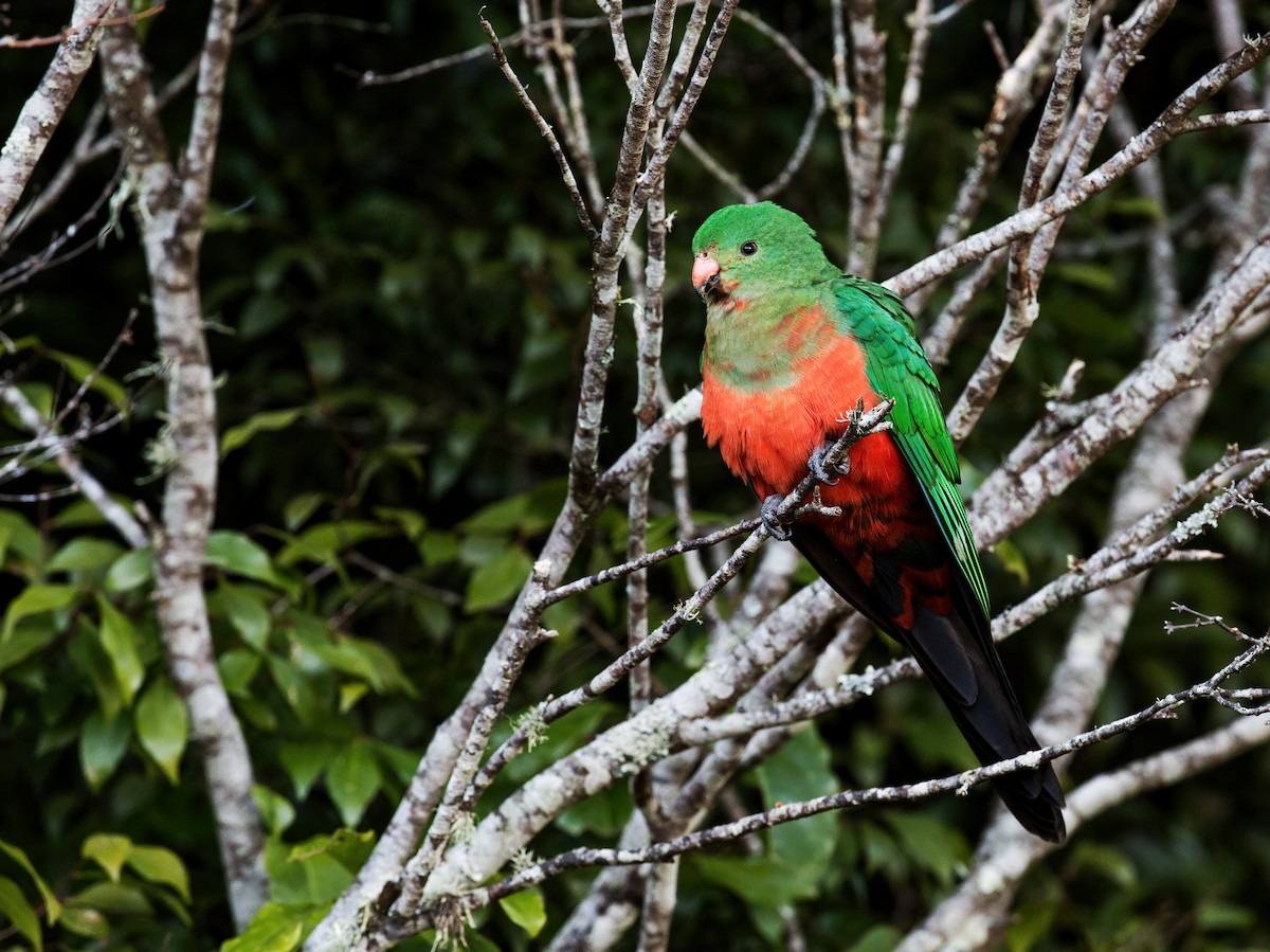 Australian King-Parrot - ML261579561