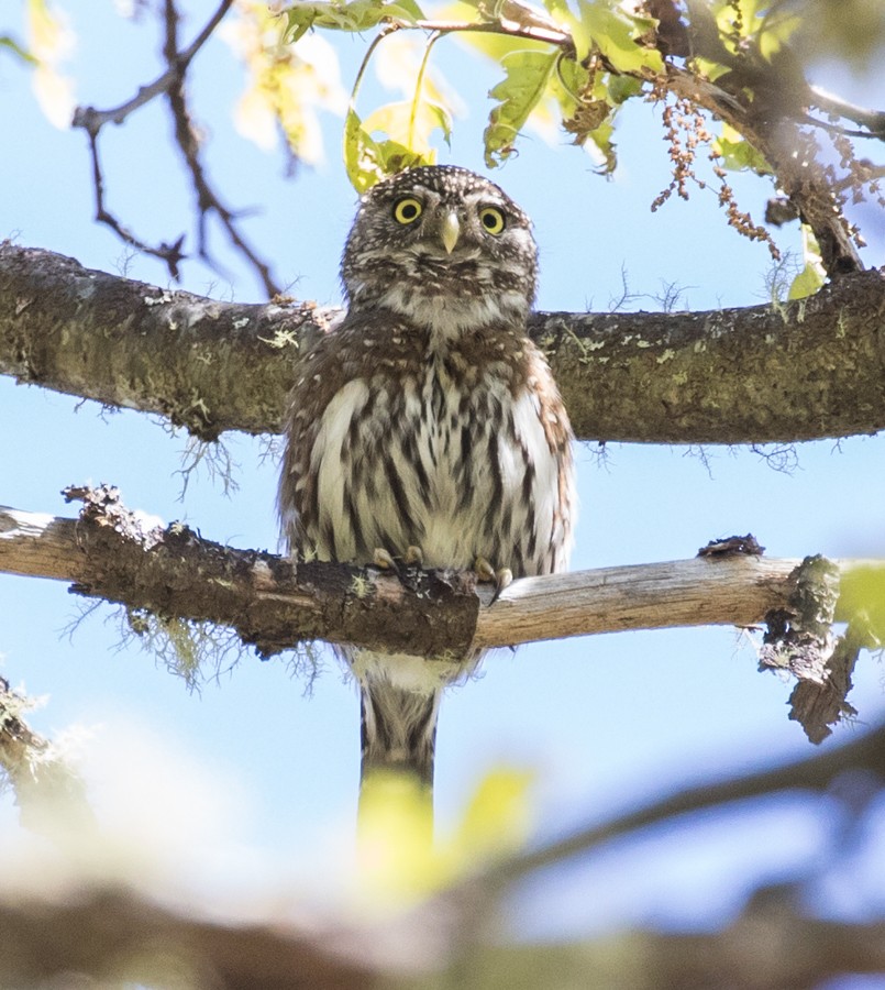 Northern Pygmy-Owl - ML26158181