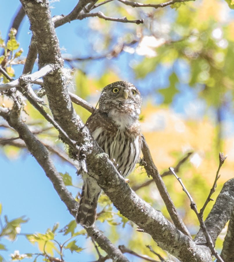 Northern Pygmy-Owl - ML26158221