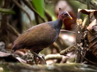  - New Guinea Megapode