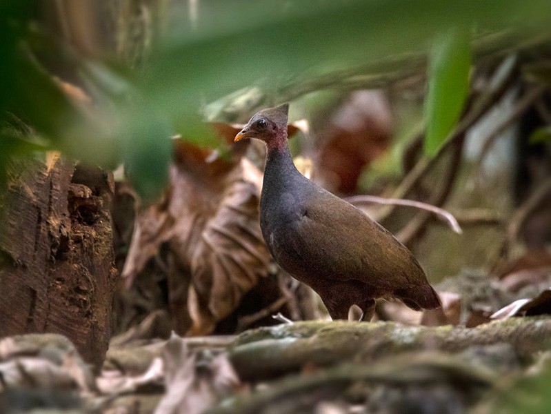 New Guinea Megapode - Lars Petersson | My World of Bird Photography