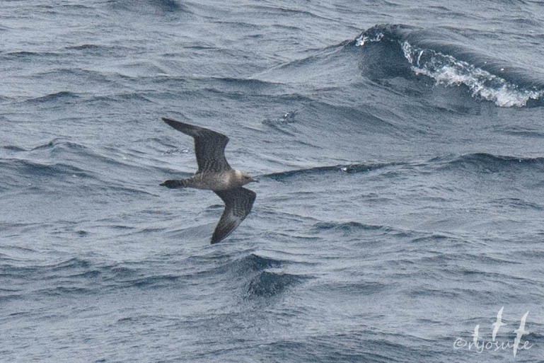 Long-tailed Jaeger - ML261585701