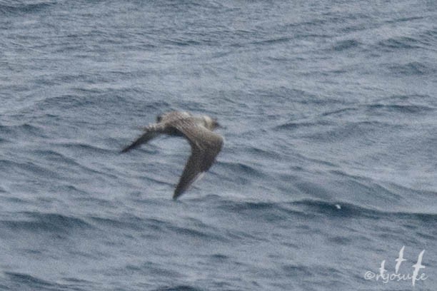 Long-tailed Jaeger - ML261585711