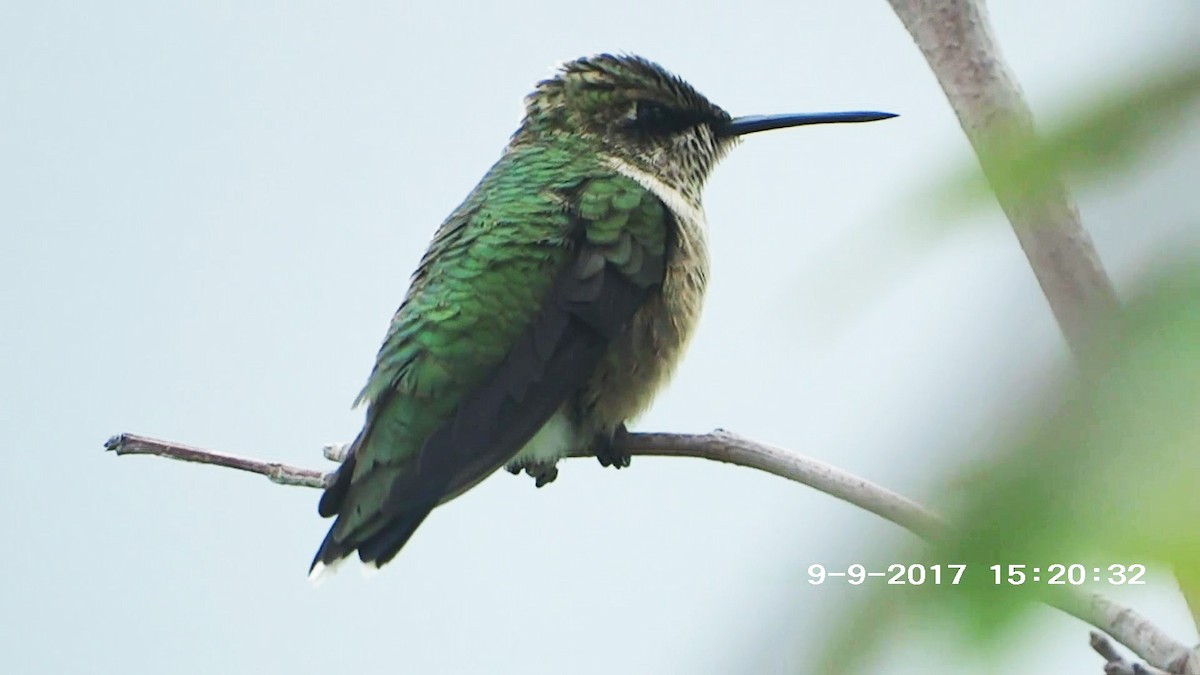 Ruby-throated Hummingbird - Hector Ceballos-Lascurain