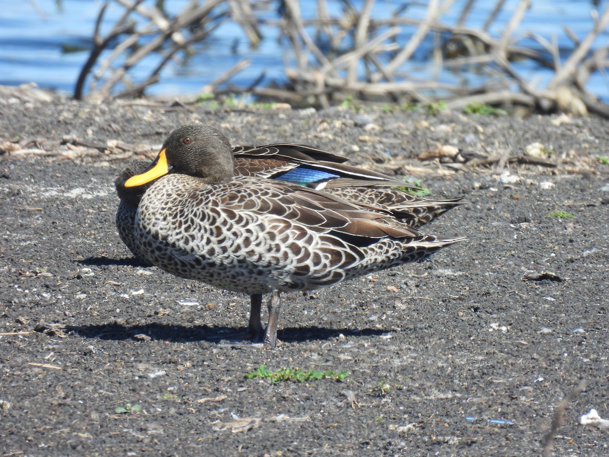 Yellow-billed Duck - ML261587591
