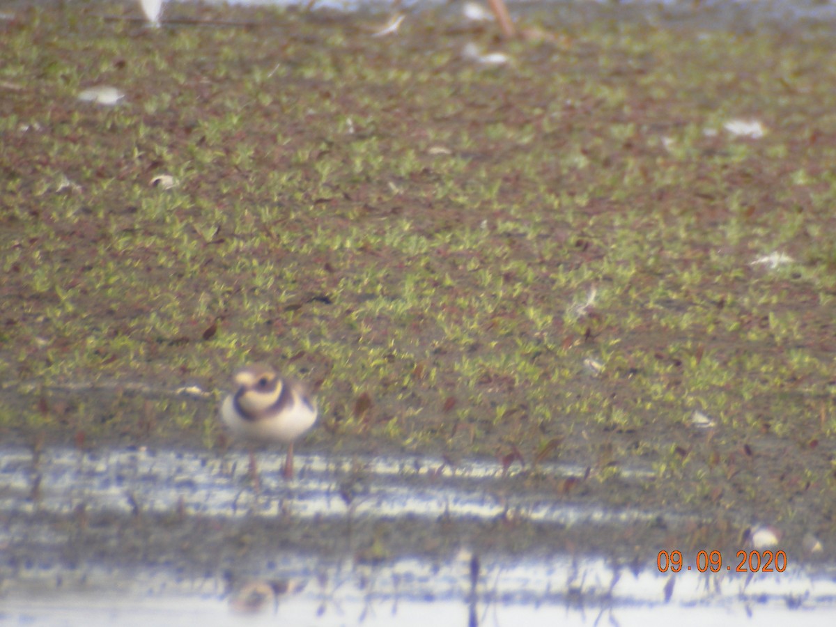 Common Ringed Plover - ML261588291