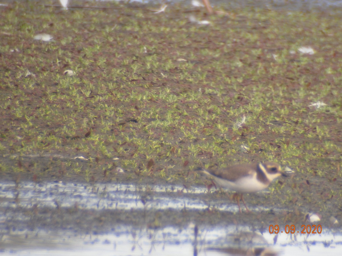 Common Ringed Plover - ML261588331