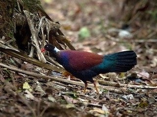 ゴクラクバト - eBird