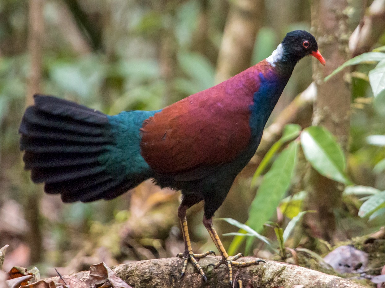 Pheasant Pigeon - eBird