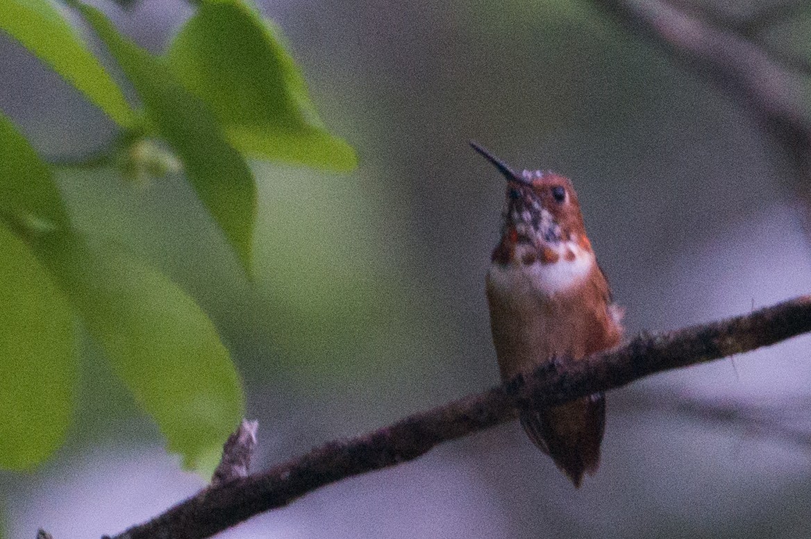 Rufous Hummingbird - Herb Elliott