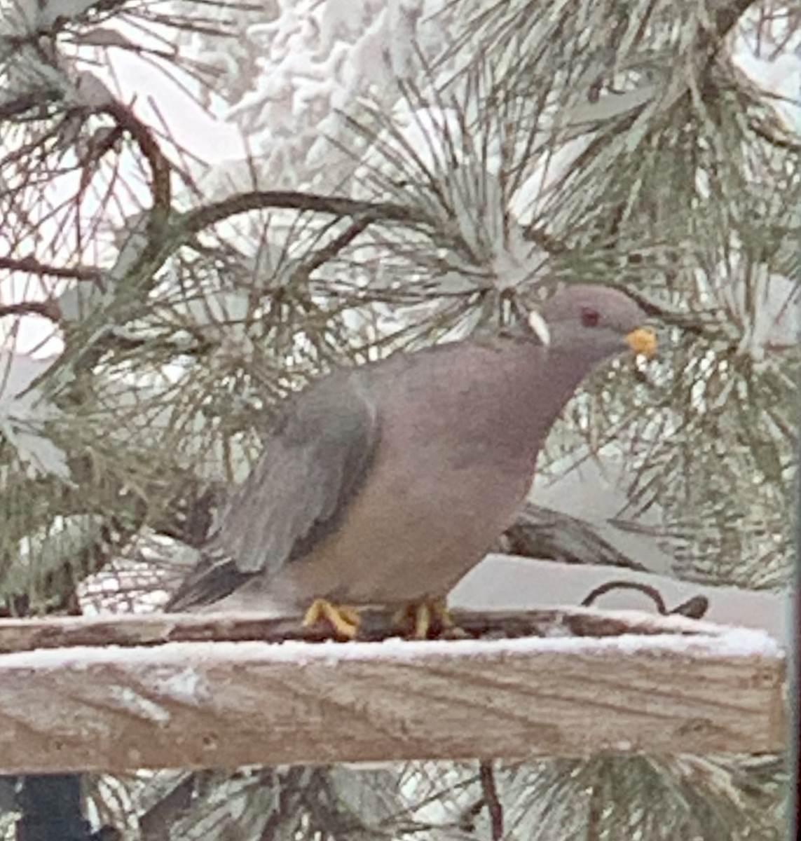 Band-tailed Pigeon - ML261593191