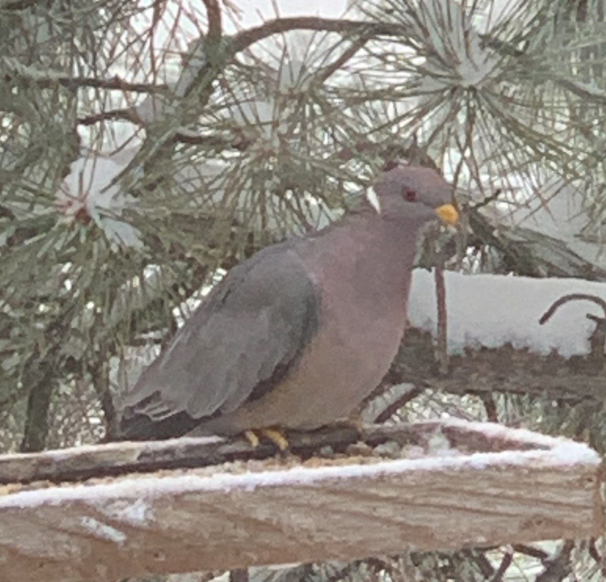 Band-tailed Pigeon - ML261593201