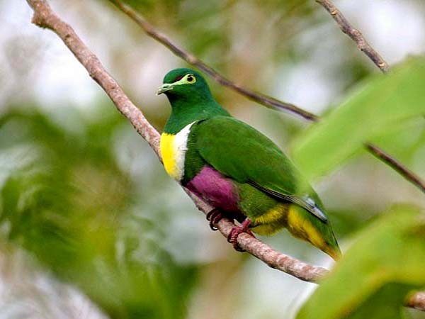 Yellow-bibbed Fruit-Dove - Mehd Halaouate