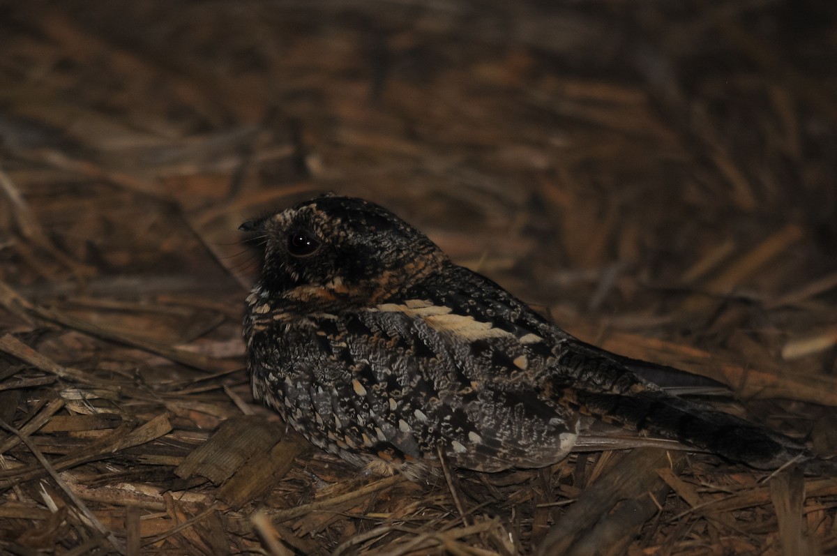 Spot-tailed Nightjar - ML261597301
