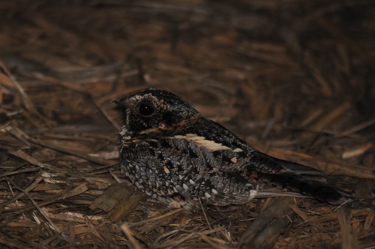 Spot-tailed Nightjar - Augusto Faustino