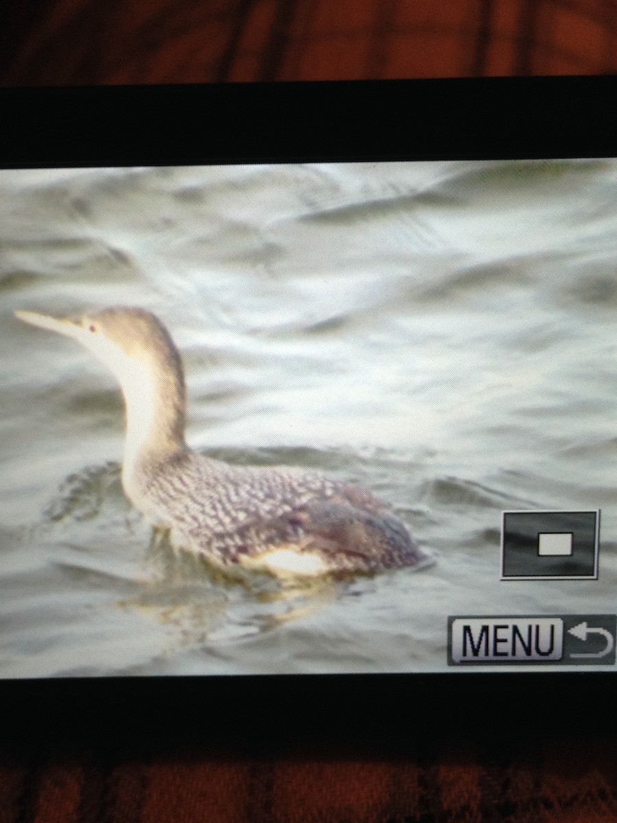 Red-throated Loon - ML26159761
