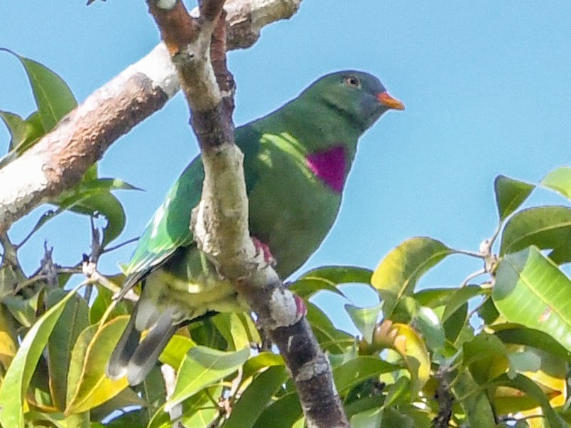 Claret-breasted Fruit-Dove - Arco Huang