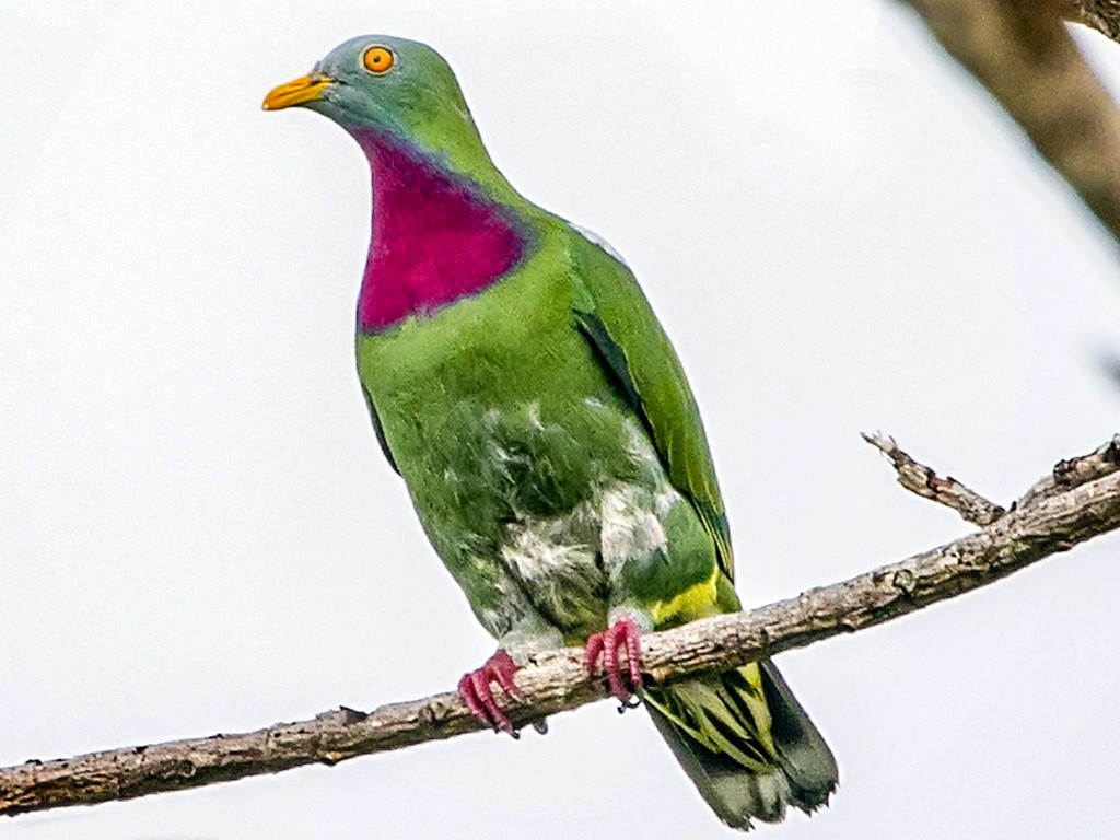 Claret-breasted Fruit-Dove - Alexander Babych