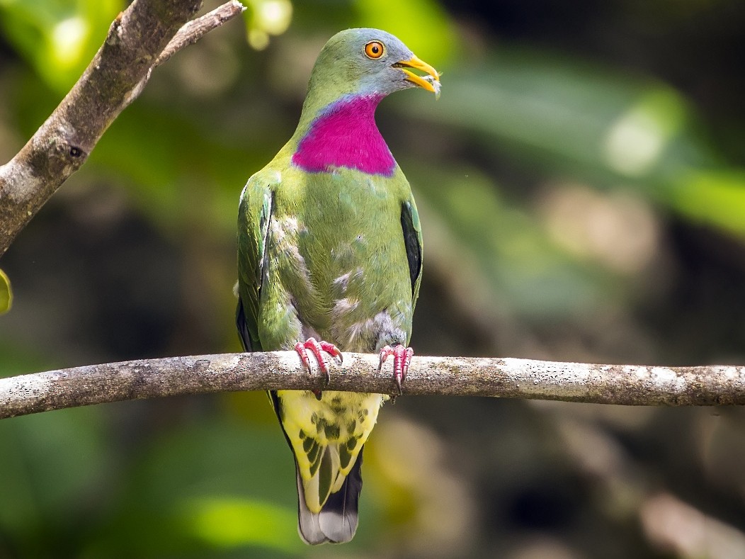 Claret-breasted Fruit-Dove - Alexander Babych