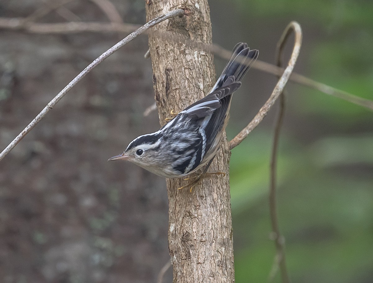 Black-and-white Warbler - thomas berriman