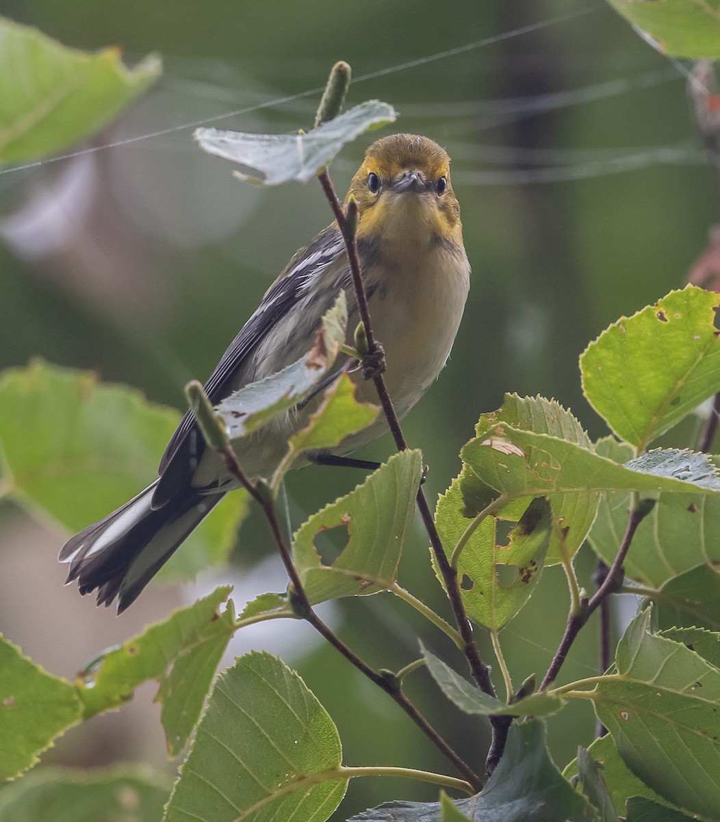 Black-throated Green Warbler - thomas berriman