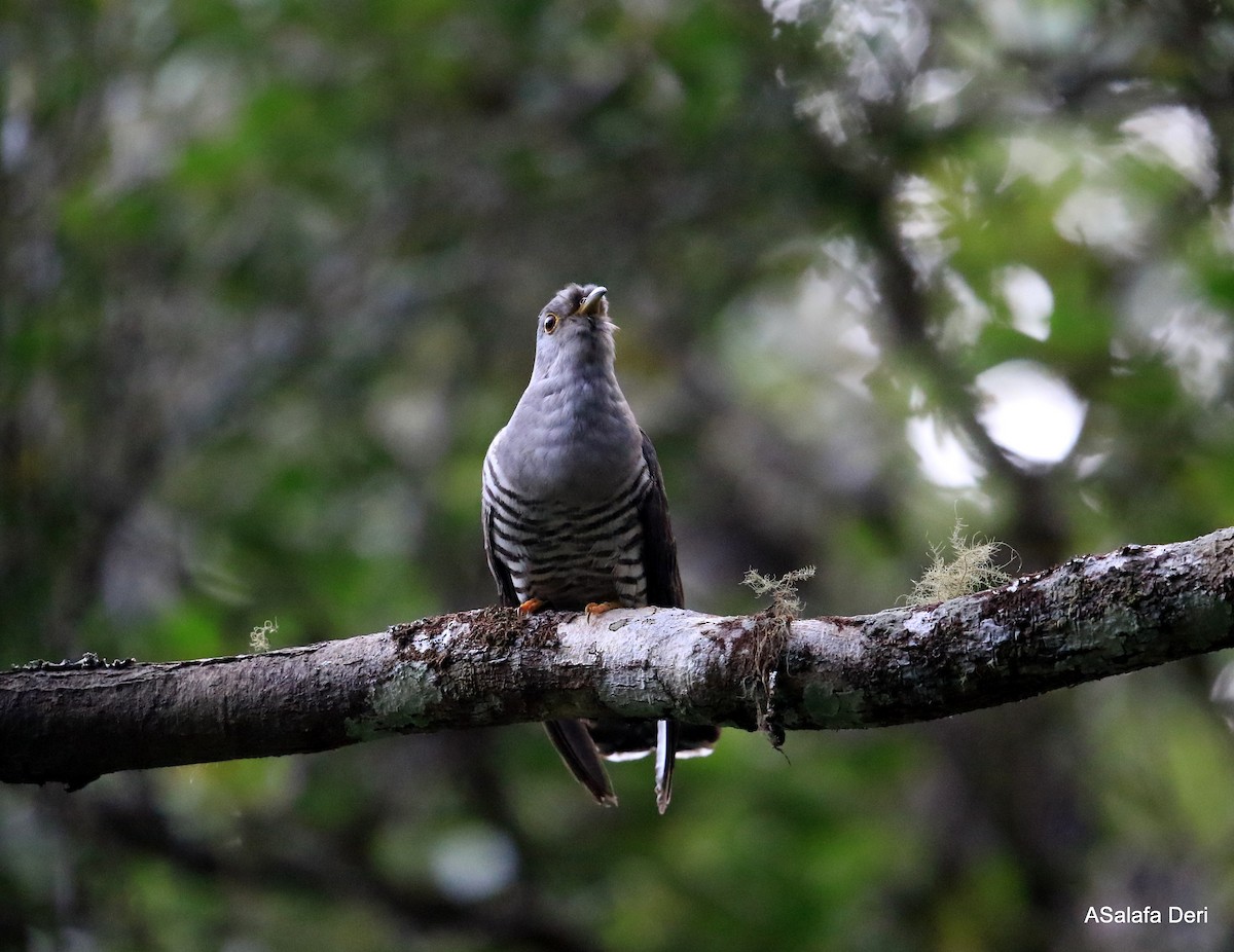 Madagascar Cuckoo - ML261608681
