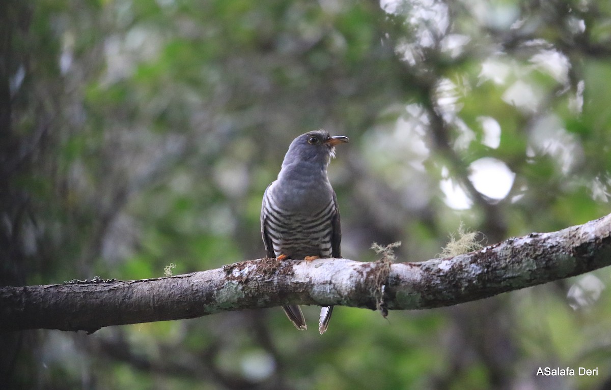 Madagascar Cuckoo - ML261608741