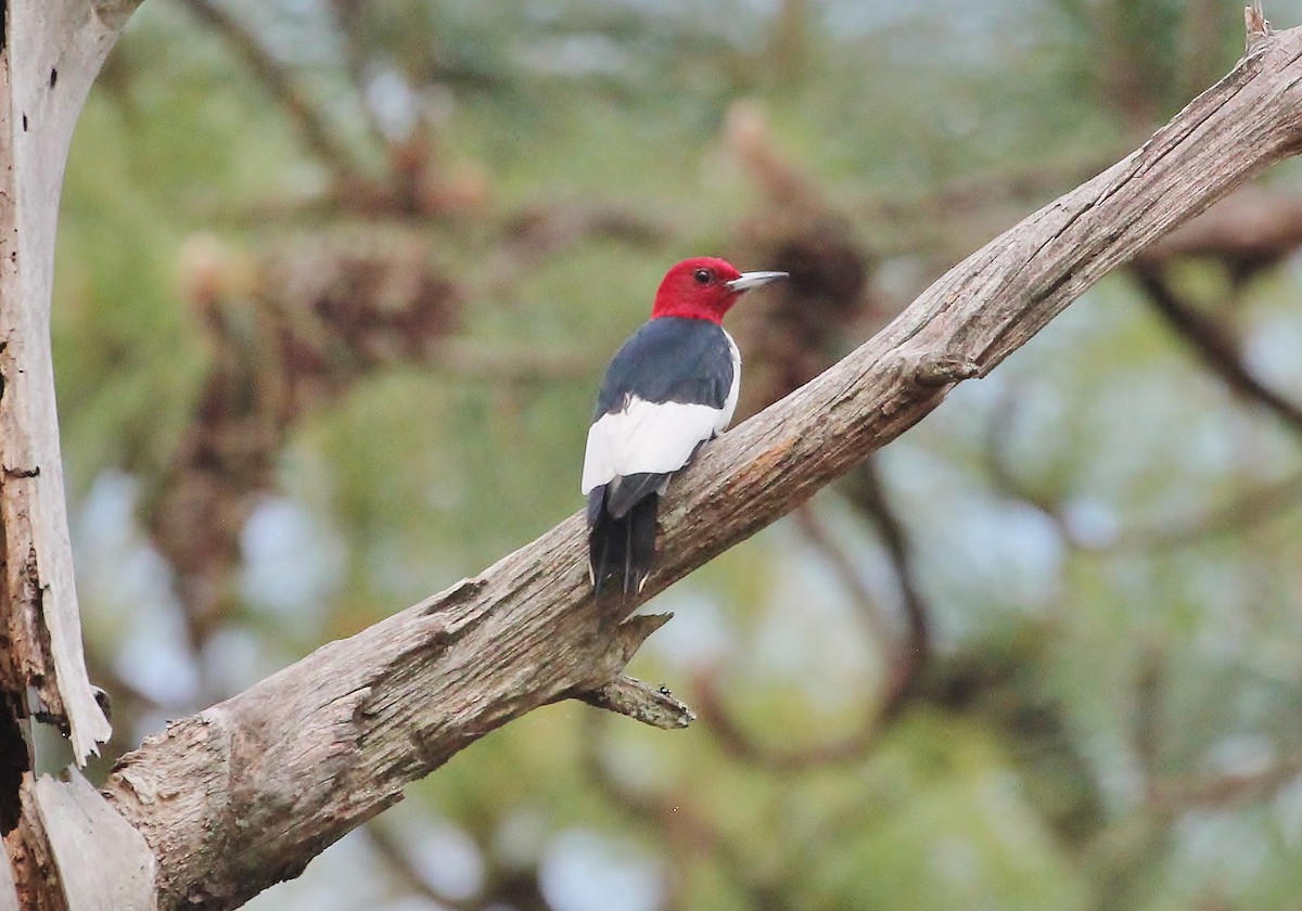 Red-headed Woodpecker - ML26161031