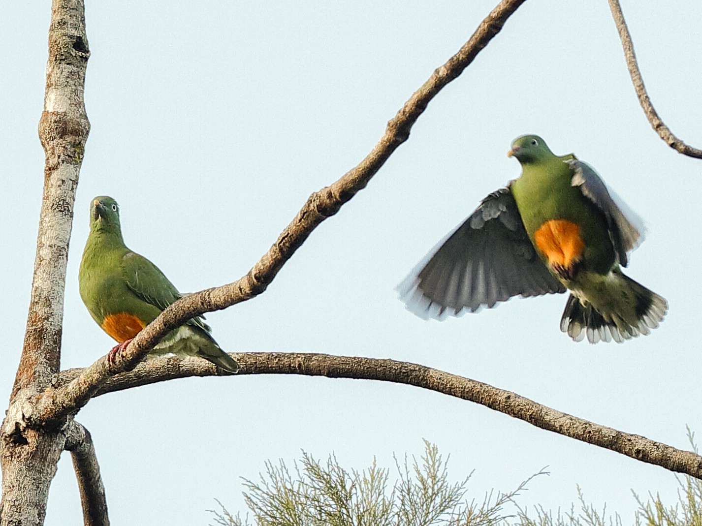 Orangebellied FruitDove eBird