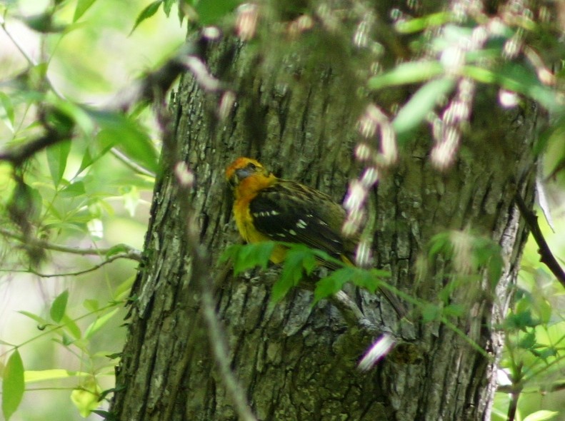 Flame-colored Tanager - ML26161601