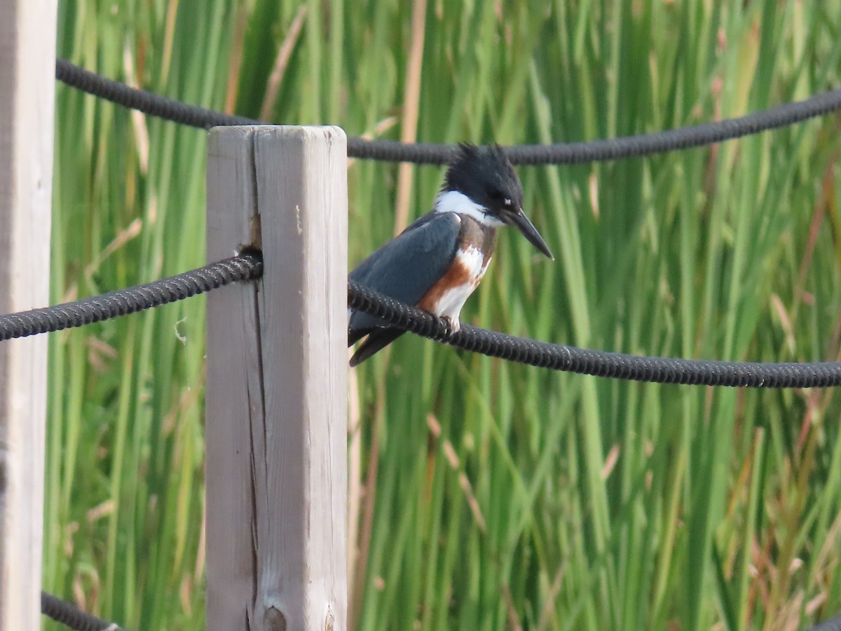 Belted Kingfisher - Carl Huffman