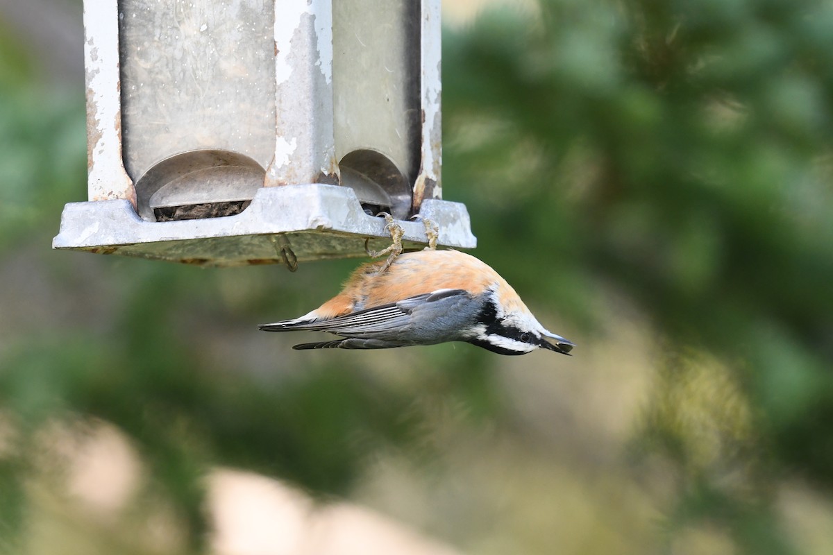 Red-breasted Nuthatch - Christiane Hébert