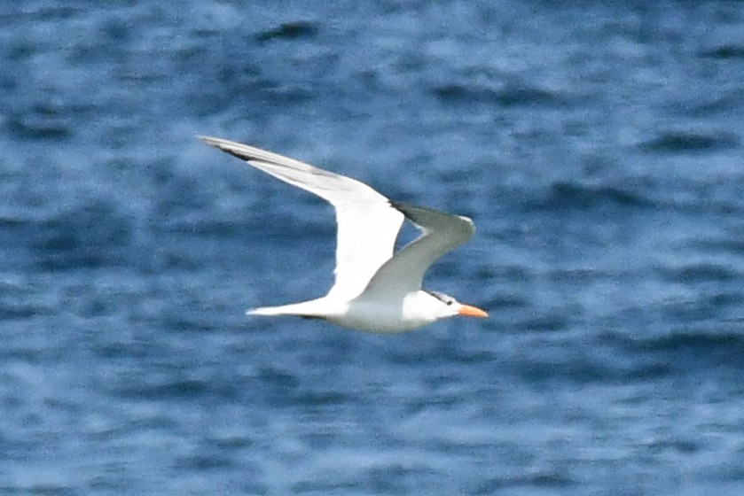 Royal Tern - ML261636411