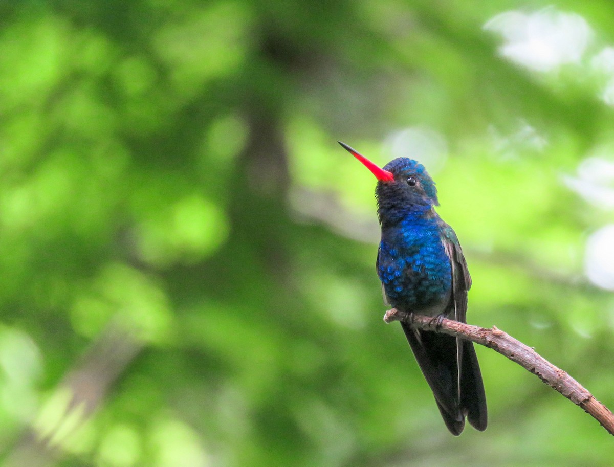 kolibřík aztécký - ML261636941