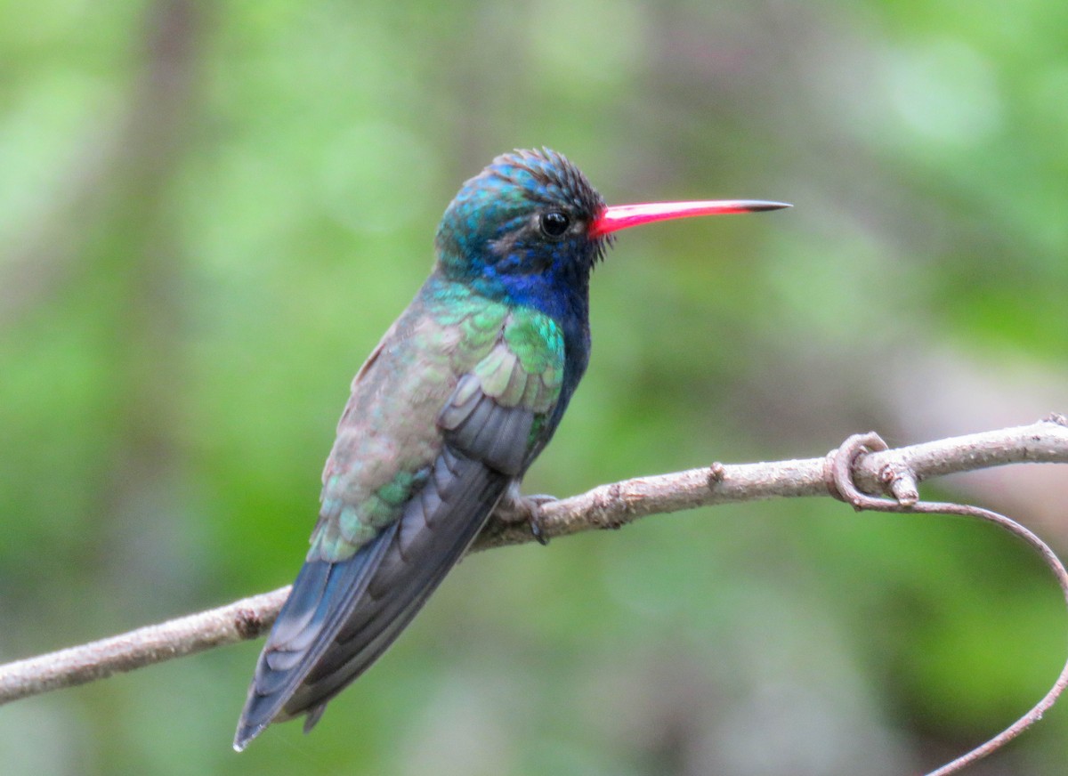 kolibřík aztécký - ML261637121
