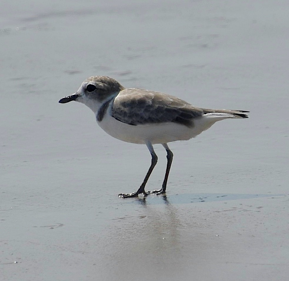 Snowy Plover - Dale Wolck