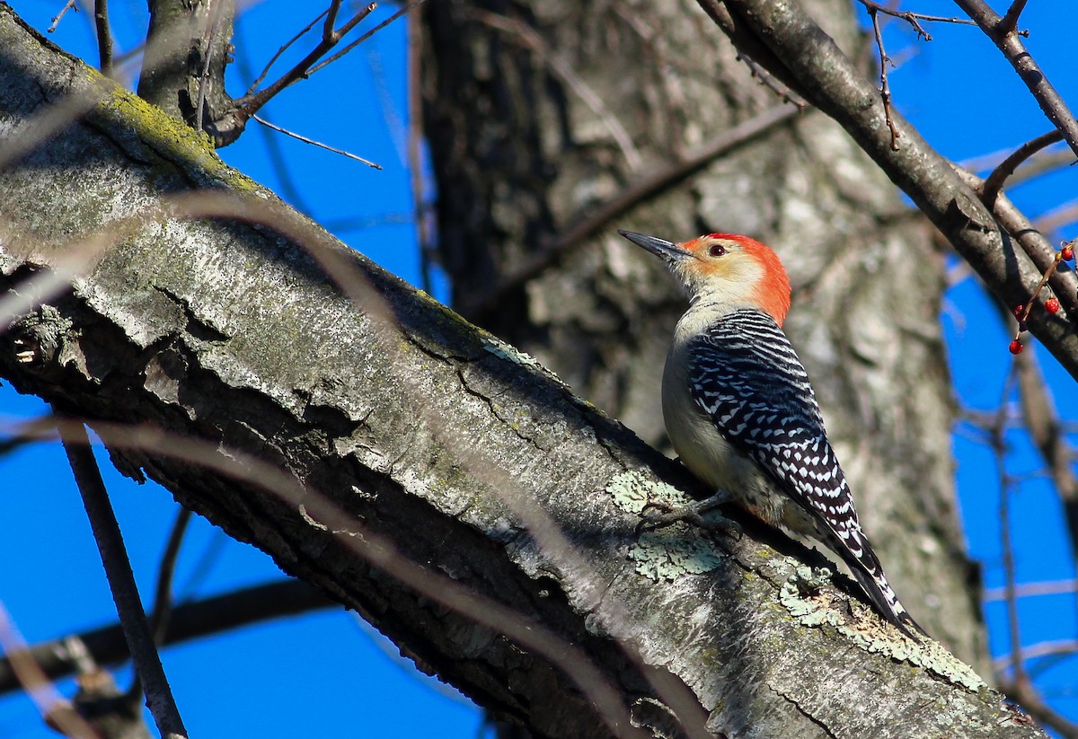 Red-bellied Woodpecker - Charlotte Farrell