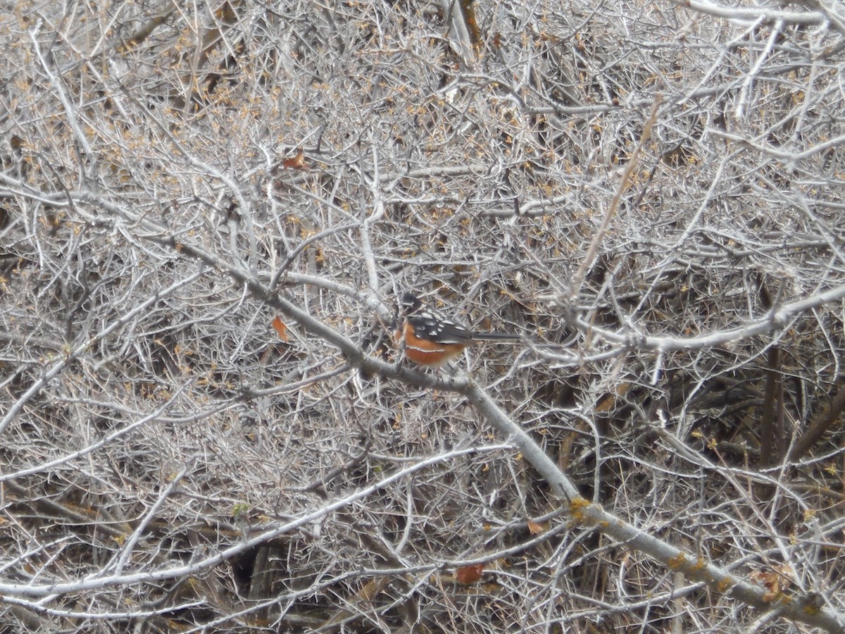 Spotted Towhee - ML26164861