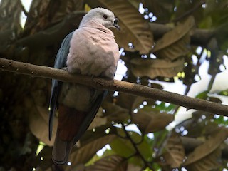  - Pacific Imperial-Pigeon