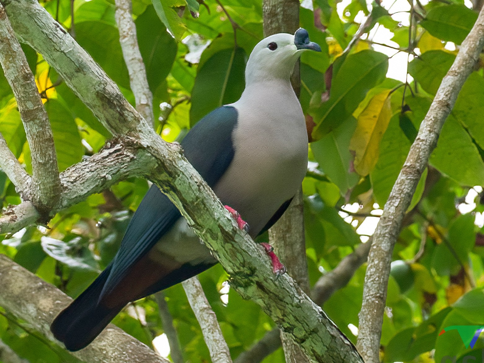 Pacific Imperial-Pigeon - Rodney Appleby
