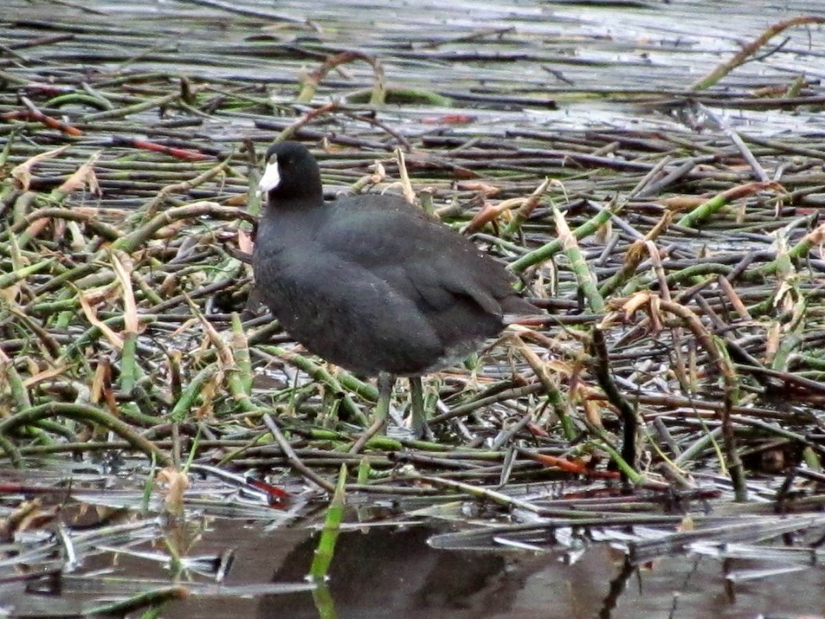 American Coot (Red-shielded) - ML26165541