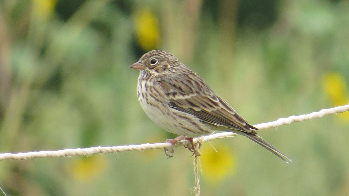 Vesper Sparrow - Merri R