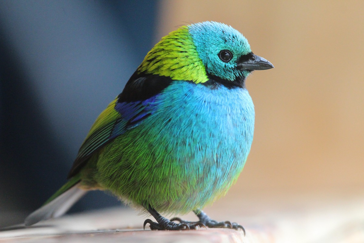 Green-headed Tanager - ML261661451