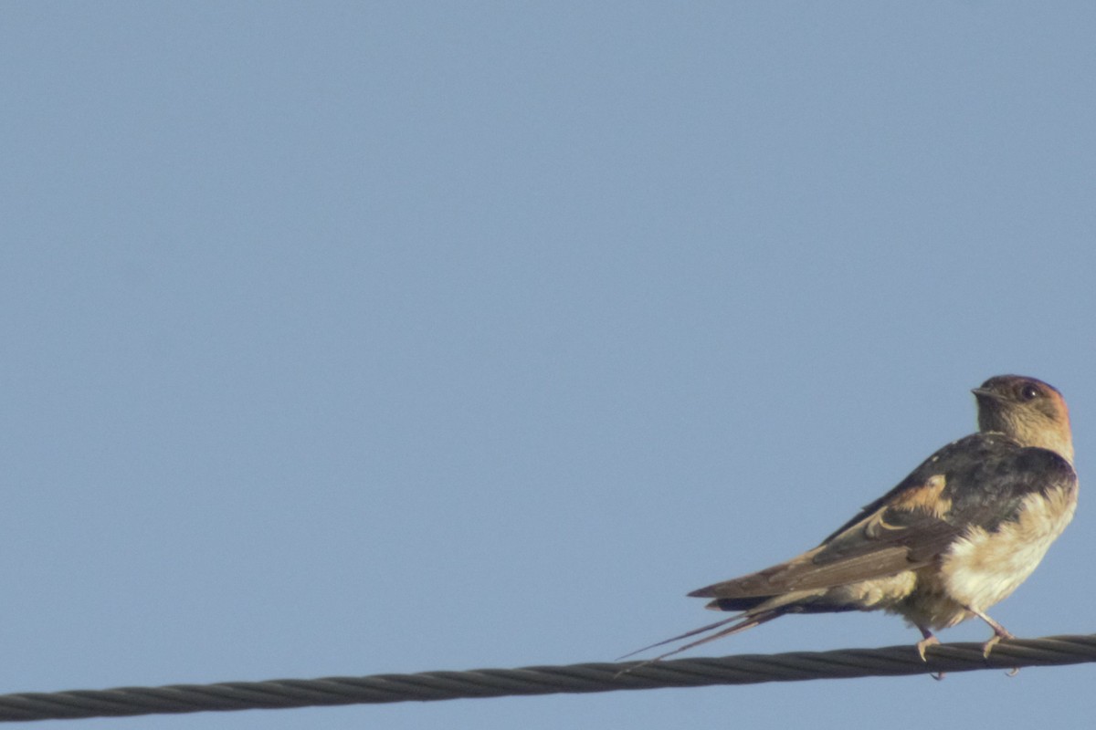 Barn Swallow - ML261663291