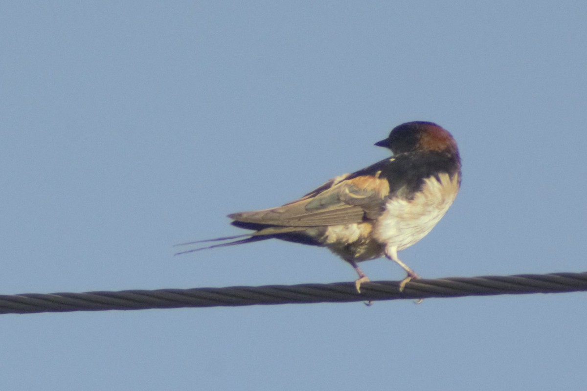 Barn Swallow - ML261664491